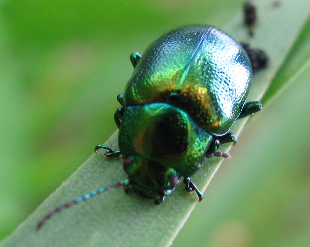 Chrysomelidae  da identificare